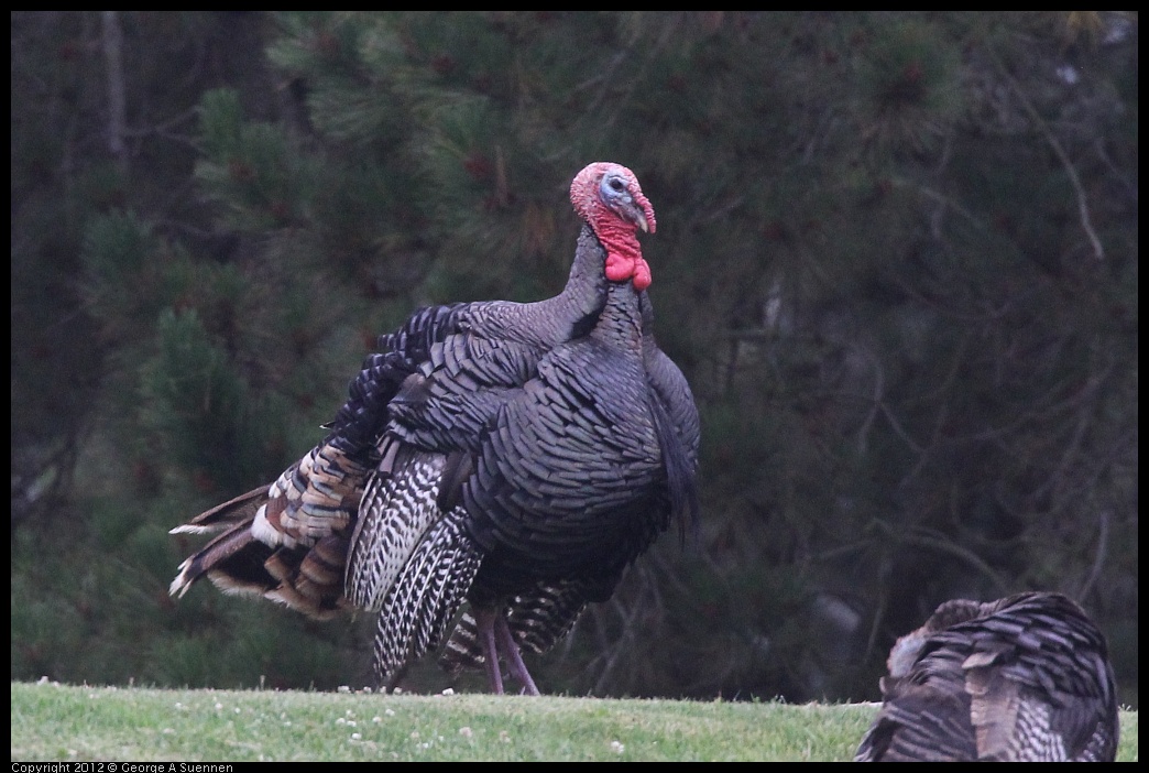 0708-071226-01.jpg - Wild Turkey