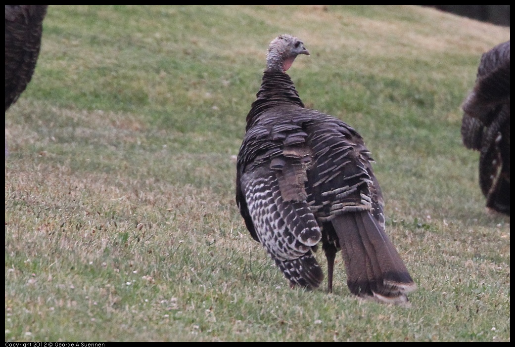 0708-071231-01.jpg - Wild Turkey