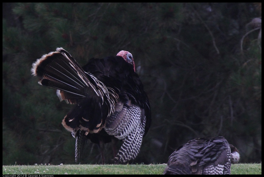 0708-071303-03.jpg - Wild Turkey
