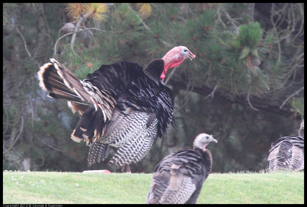 0708-071442-01.jpg - Wild Turkey