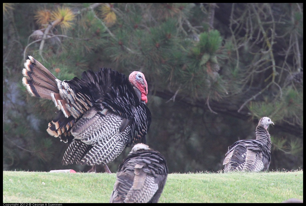 0708-071456-02.jpg - Wild Turkey