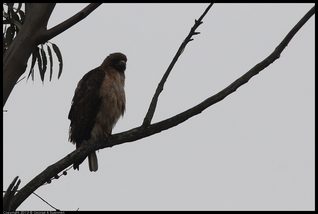 0708-075234-03.jpg - Red-tailed Hawk Juvenile