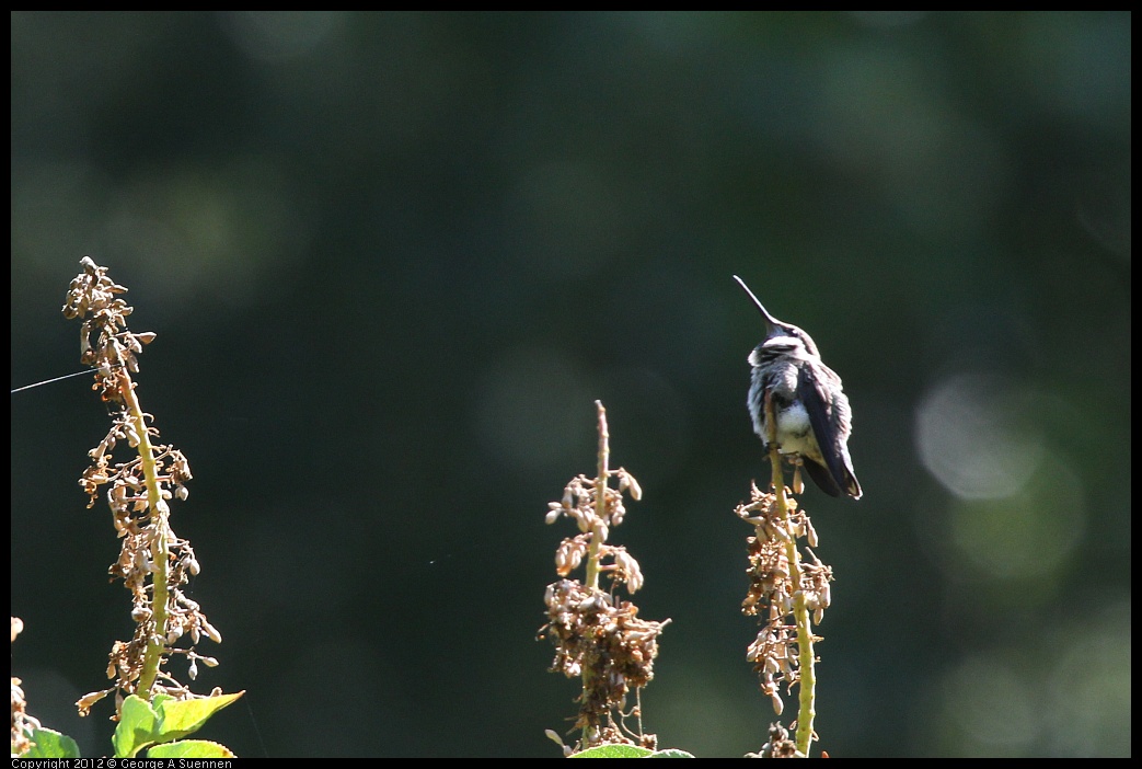 0708-100228-01.jpg - Anna's Hummingbird