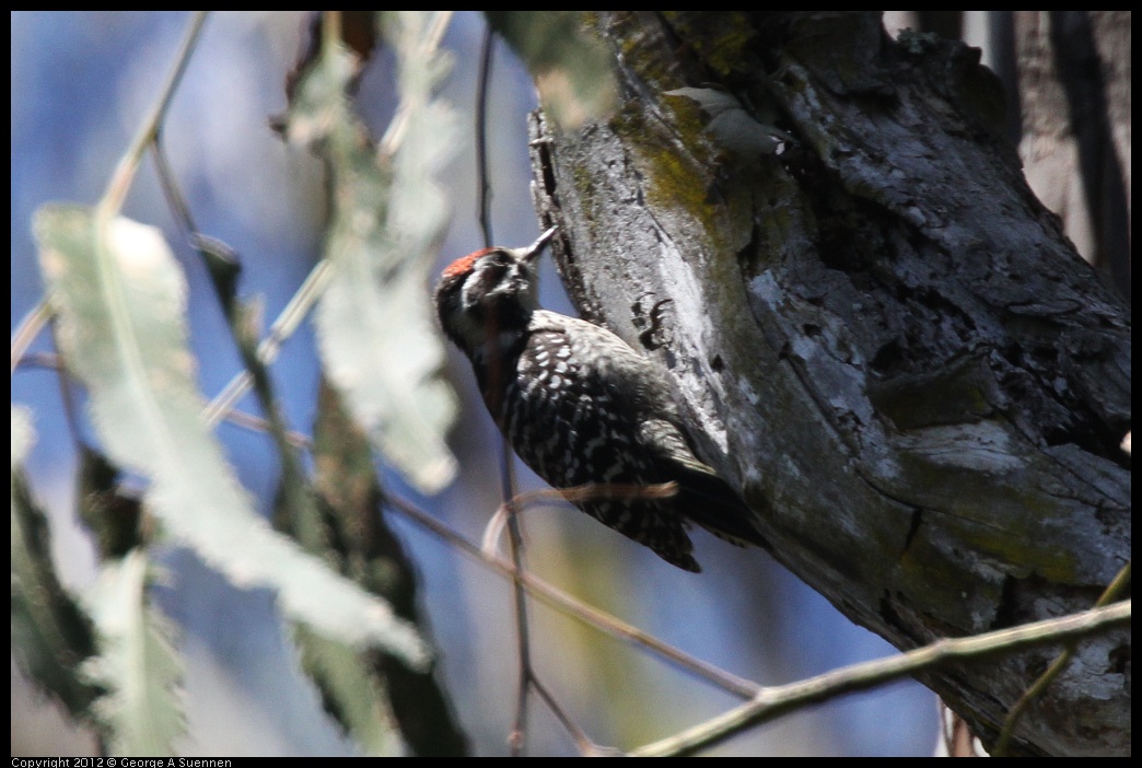 0708-101640-01.jpg - Nuttall's Woodpecker