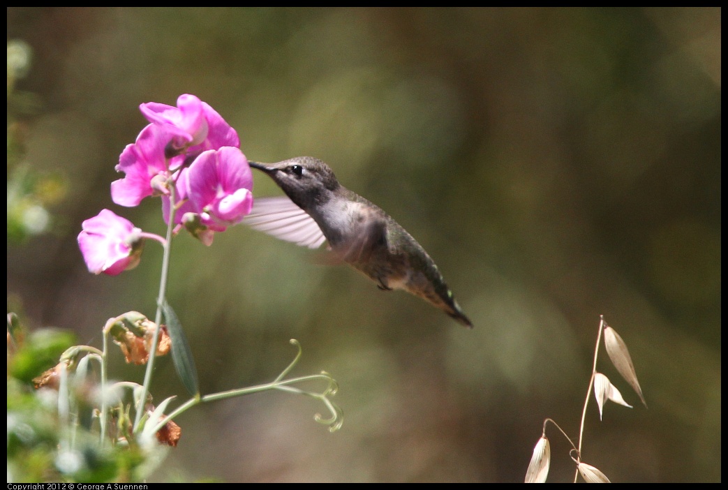 0708-104341-03.jpg - Anna's Hummingbird