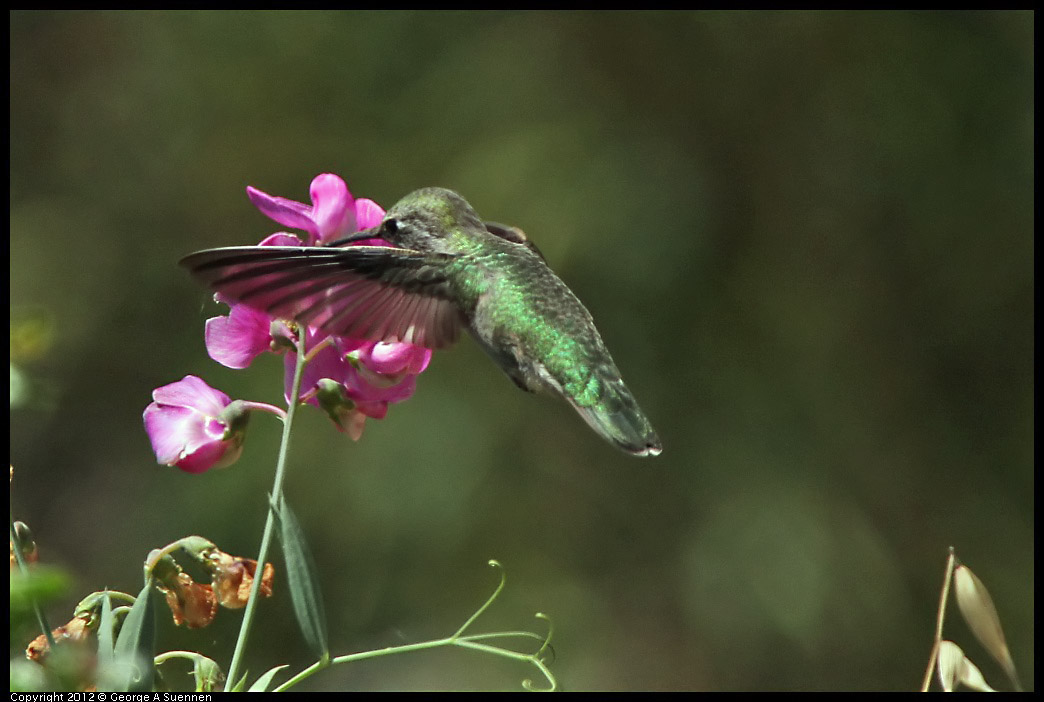 0708-104343-05.jpg - Anna's Hummingbird