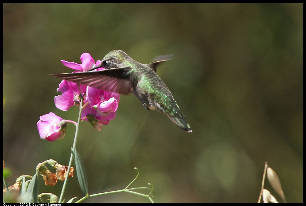 0708-104345-01.jpg - Anna's Hummingbird