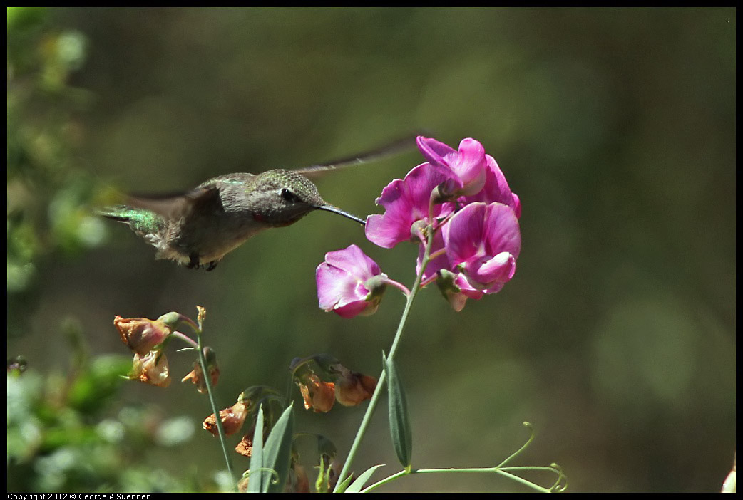 0708-104352-01.jpg - Anna's Hummingbird