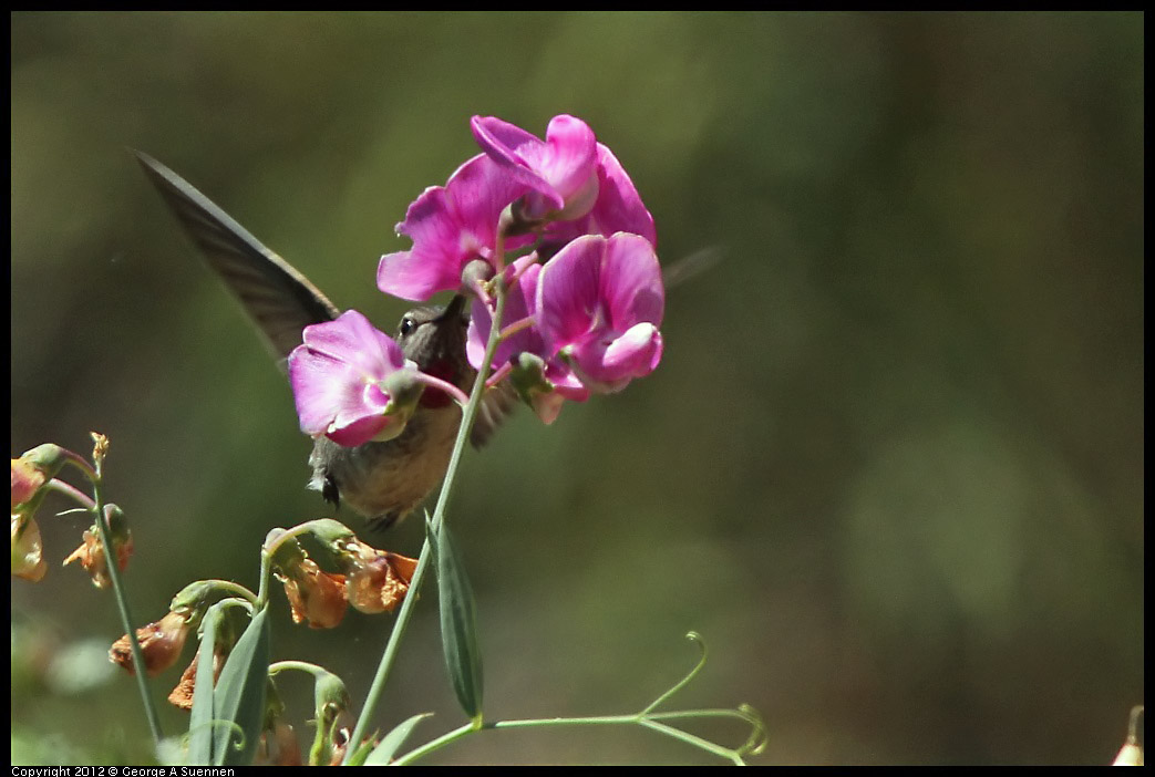 0708-104352-04.jpg - Anna's Hummingbird