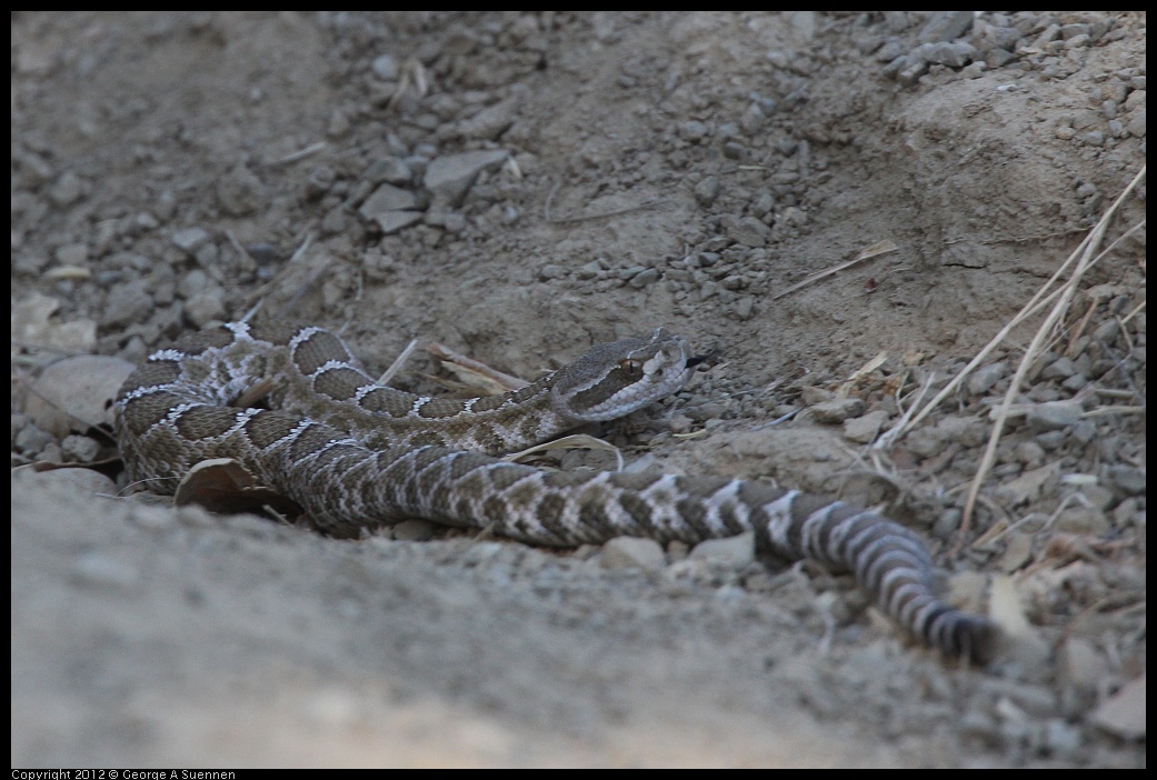 0708-162511-01.jpg - Western Rattlesnake