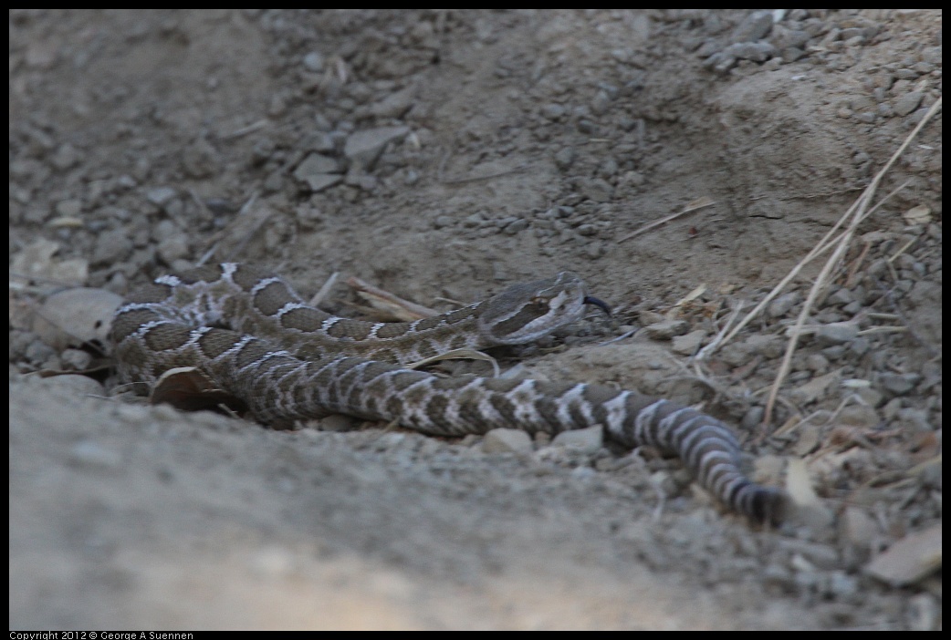 0708-162511-02.jpg - Western Rattlesnake