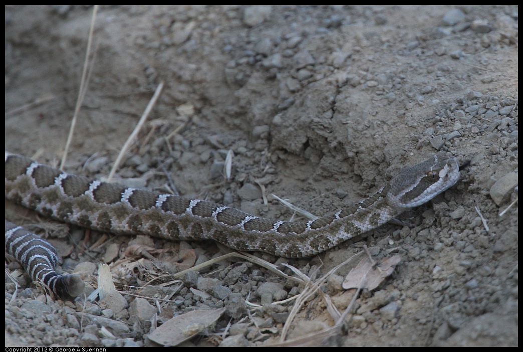 0708-162517-01.jpg - Western Rattlesnake
