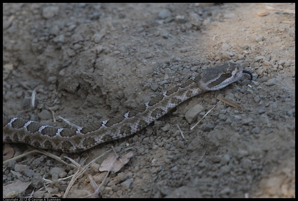 0708-162519-01.jpg - Western Rattlesnake