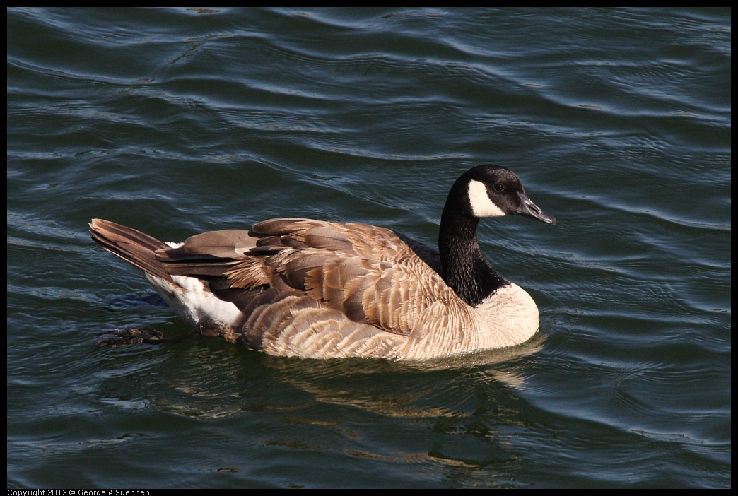 0708-163336-01.jpg - Canada Goose