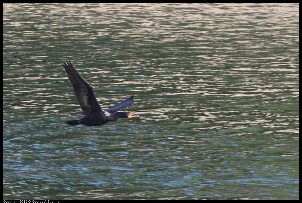 0708-165323-02.jpg - Double-crested Cormorants