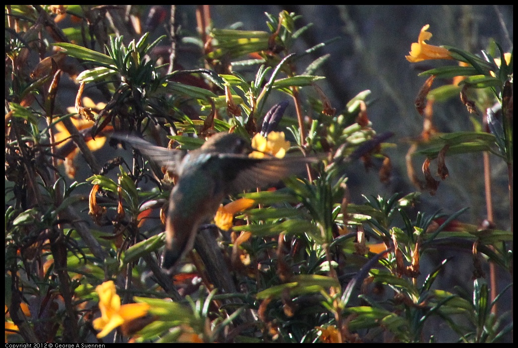0708-173731-03.jpg - Allen's Hummingbird