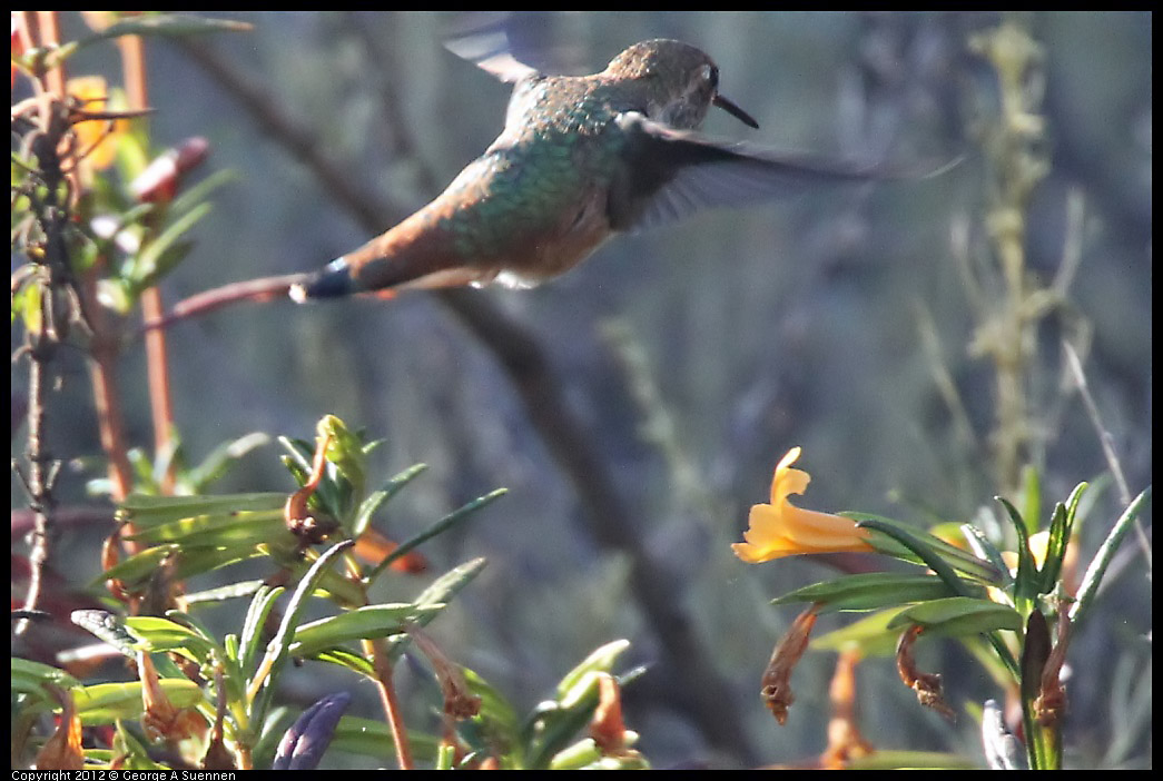 0708-173732-02.jpg - Allen's Hummingbird