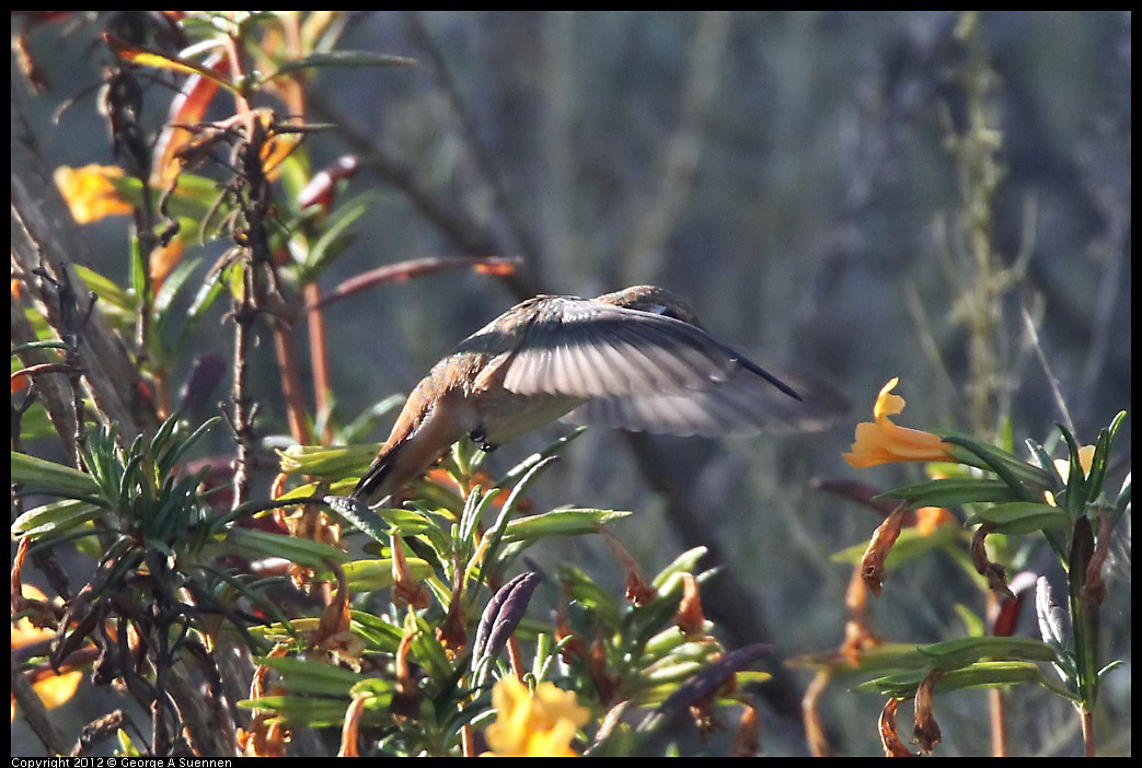 0708-173732-04.jpg - Allen's Hummingbird