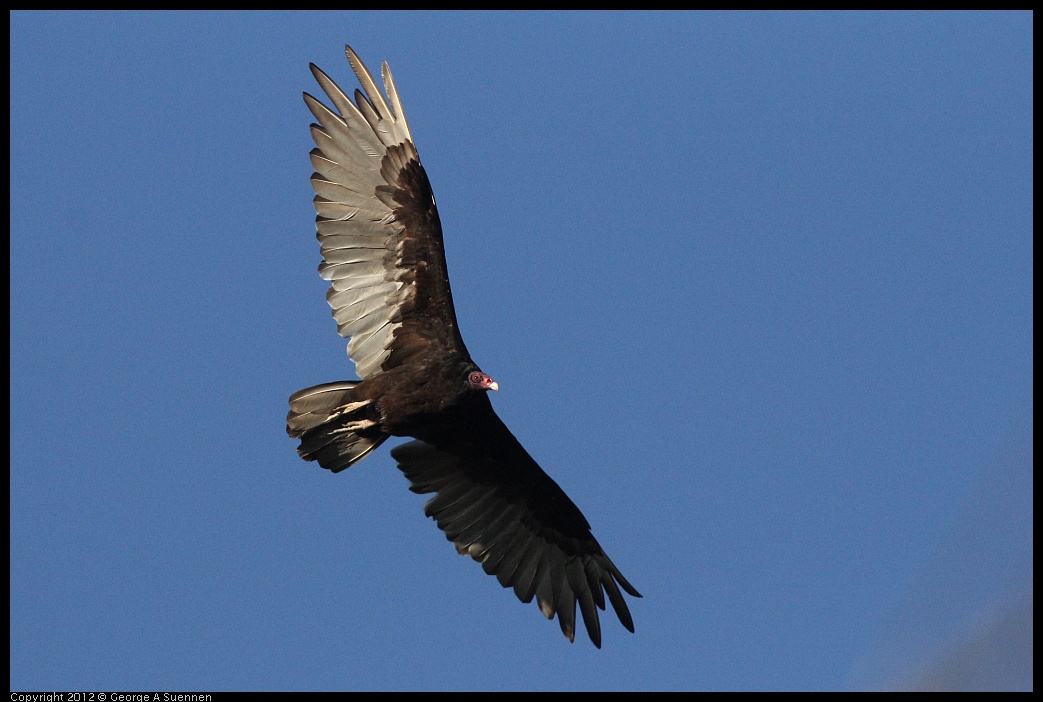 0708-175516-01.jpg - Turkey Vulture