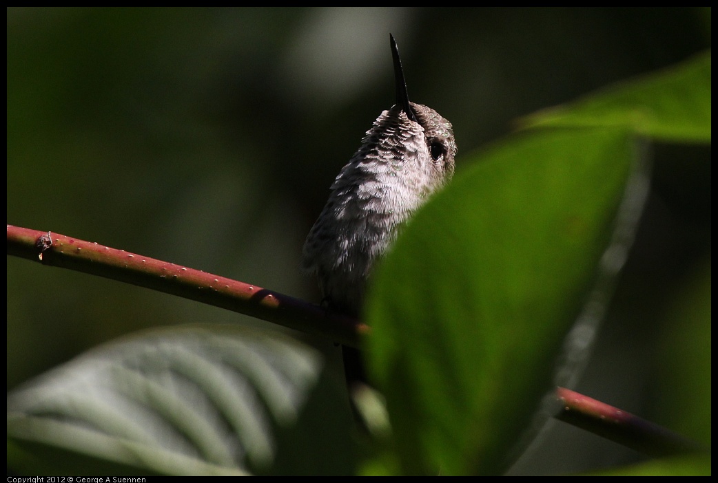 0710-083627-02.jpg - Anna's Hummingbird