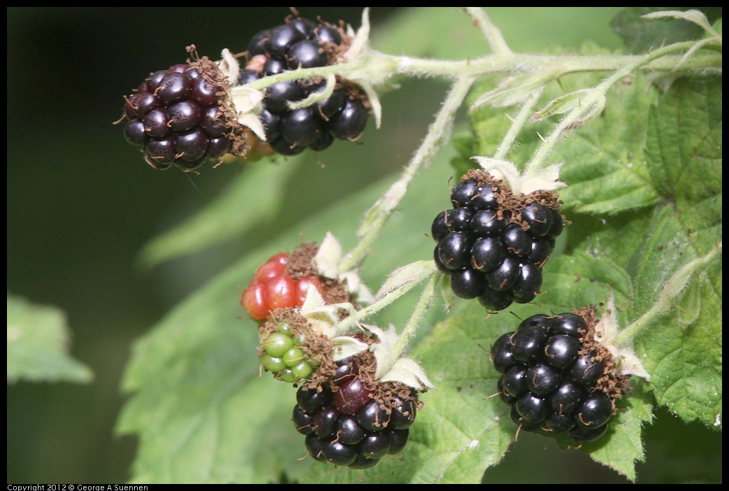 0715-163700-01.jpg - Blackberries