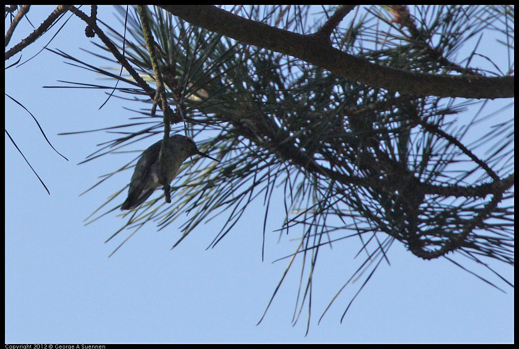 0721-164313-03.jpg - Anna's Hummingbird