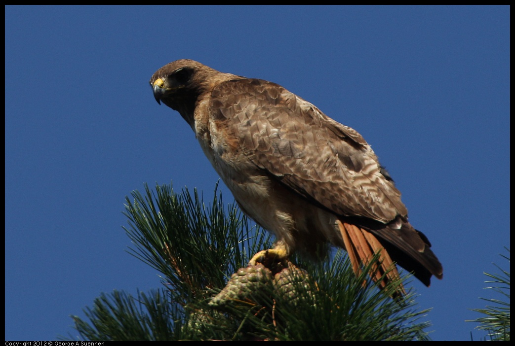 0722-091216-01.jpg - Red-tailed Hawk