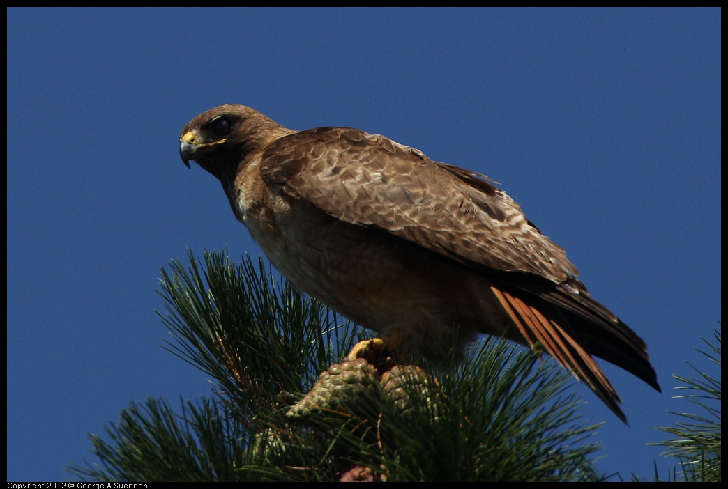 0722-091216-02.jpg - Red-tailed Hawk
