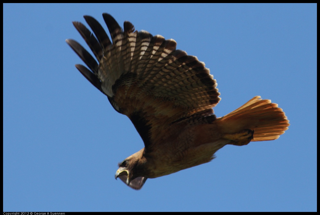 0722-091217-03.jpg - Red-tailed Hawk