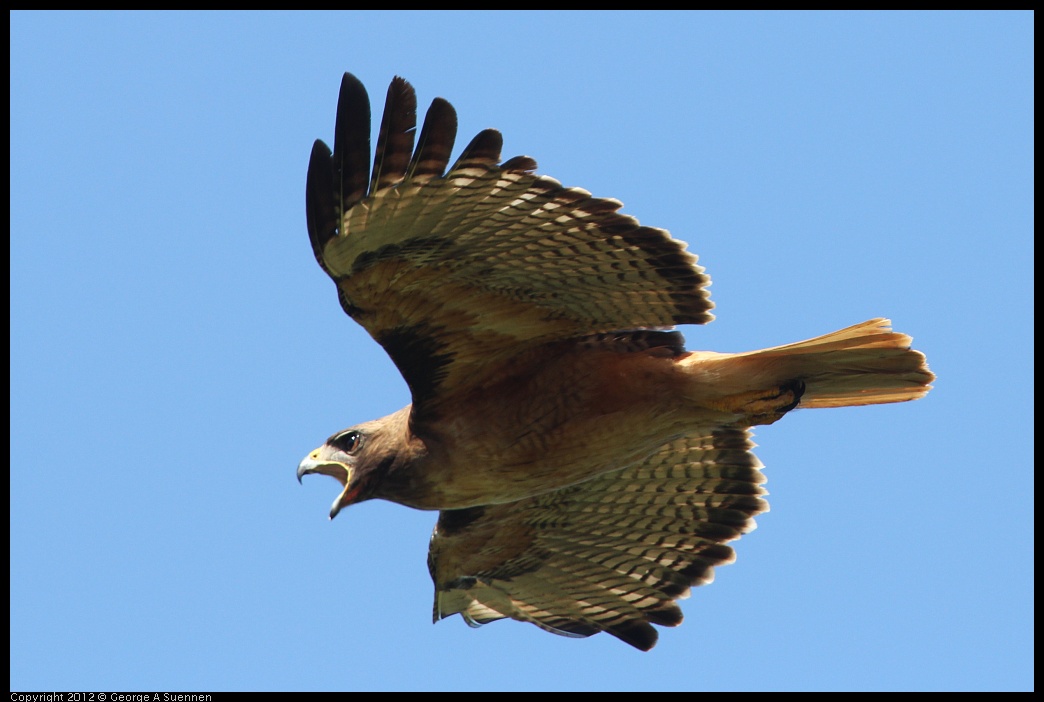 0722-091218-02.jpg - Red-tailed Hawk