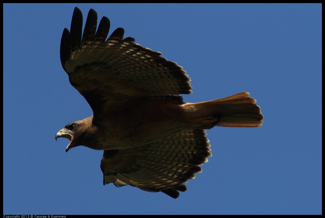 0722-091218-03.jpg - Red-tailed Hawk