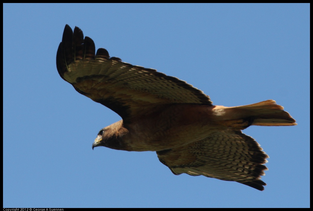 0722-091219-03.jpg - Red-tailed Hawk