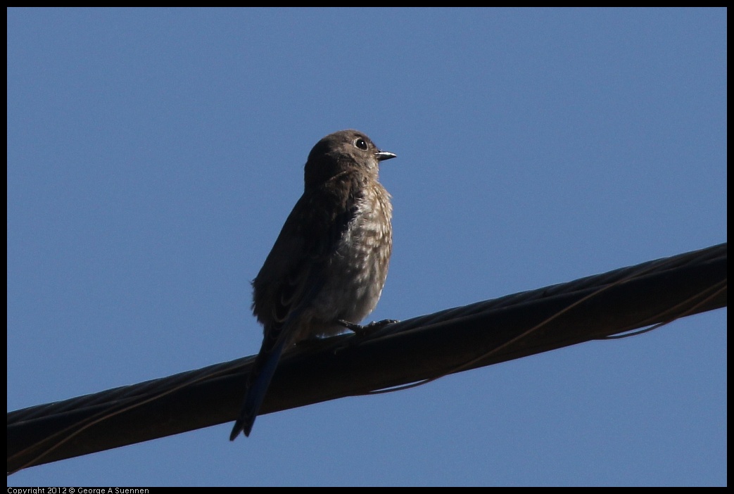 0722-091330-02.jpg - Western Bluebird Juvenile