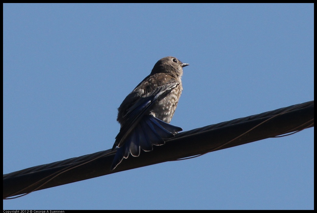 0722-091331-04.jpg - Western Bluebird Juvenile