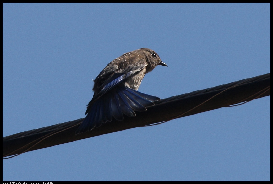 0722-091331-05.jpg - Western Bluebird Juvenile