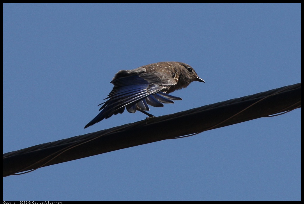 0722-091332-01.jpg - Western Bluebird Juvenile
