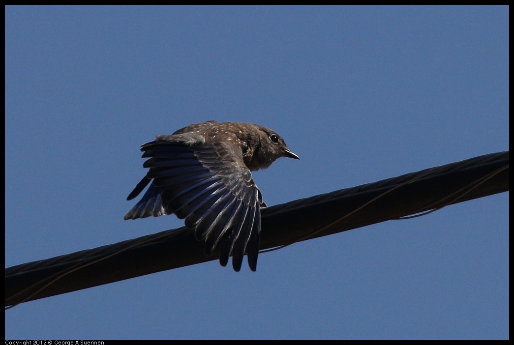 0722-091332-04.jpg - Western Bluebird Juvenile