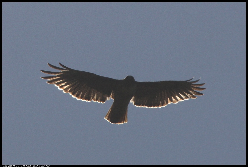 0722-091534-02.jpg - Red-tailed Hawk