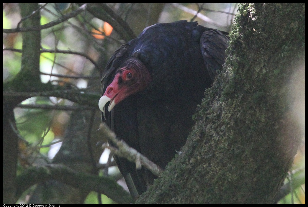 0722-105938-03.jpg - Turkey Vulture