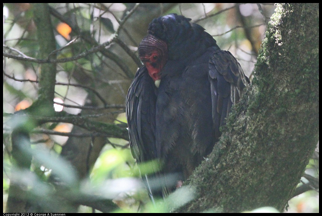 0722-110021-02.jpg - Turkey Vulture