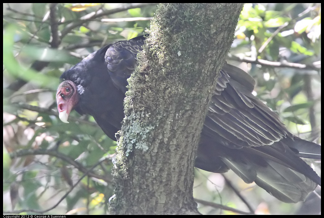 0722-110041-01.jpg - Turkey Vulture