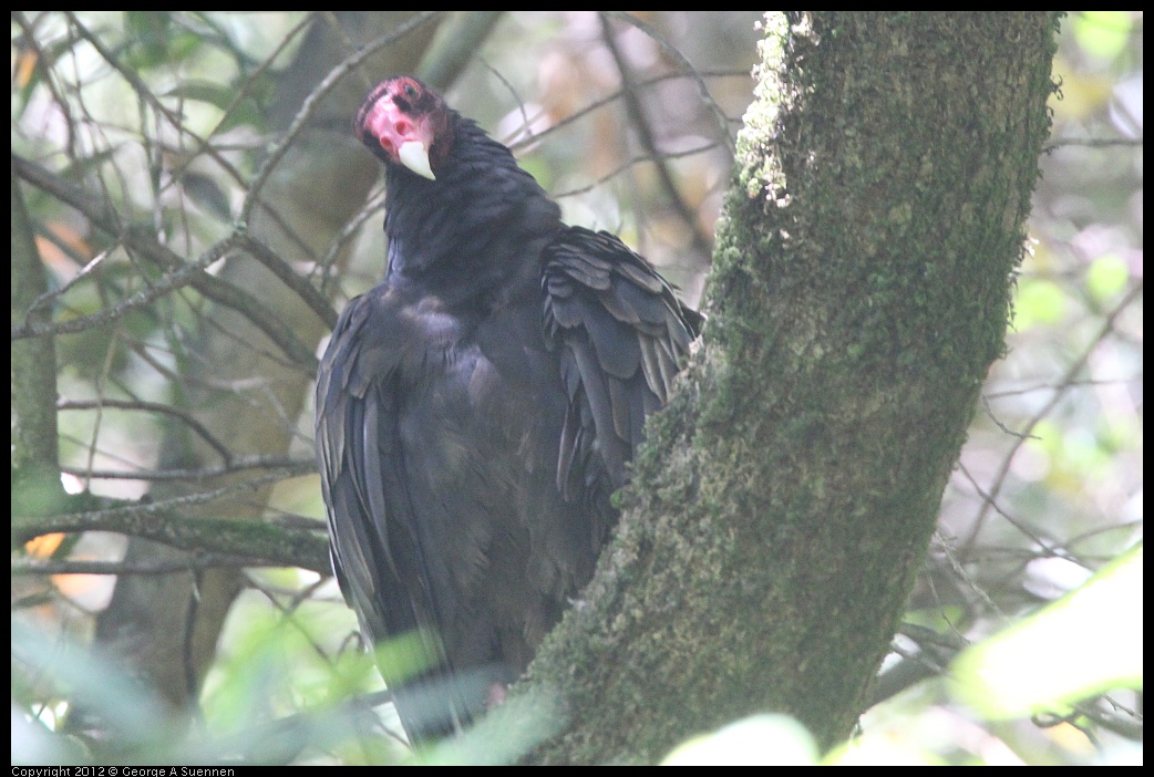 0722-110101-01.jpg - Turkey Vulture