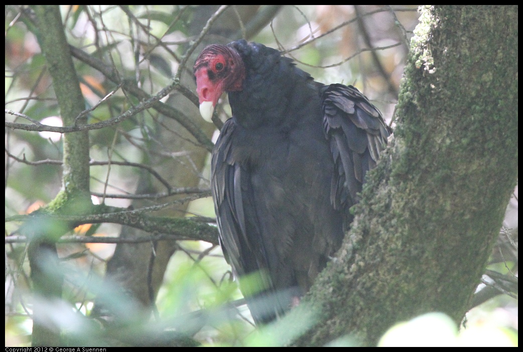 0722-110102-05.jpg - Turkey Vulture