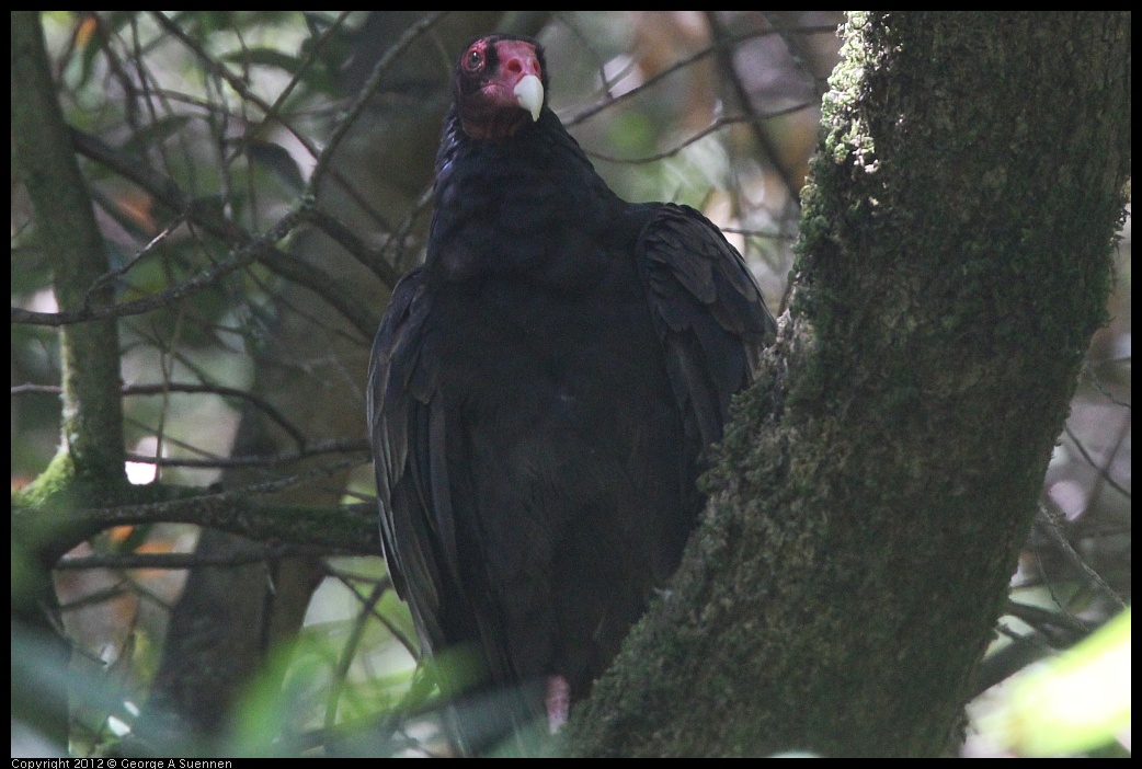 0722-110126-02.jpg - Turkey Vulture