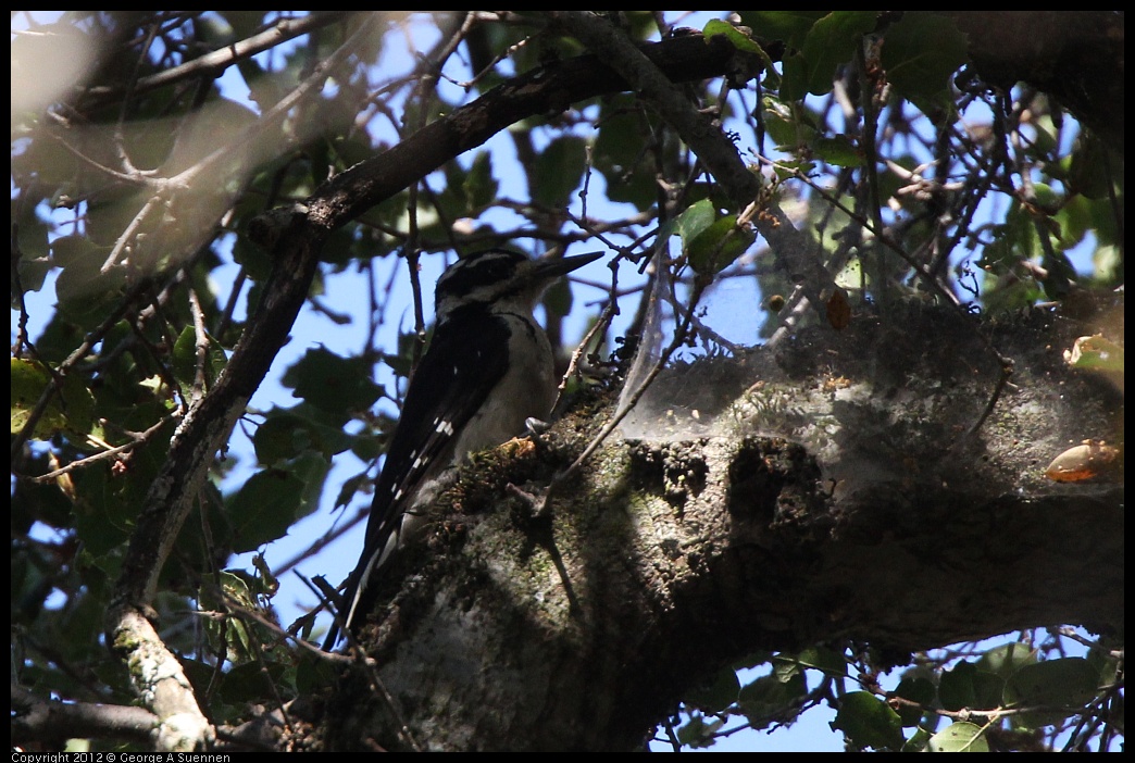 0728-162432-01.jpg -  Hairy Woodpecker