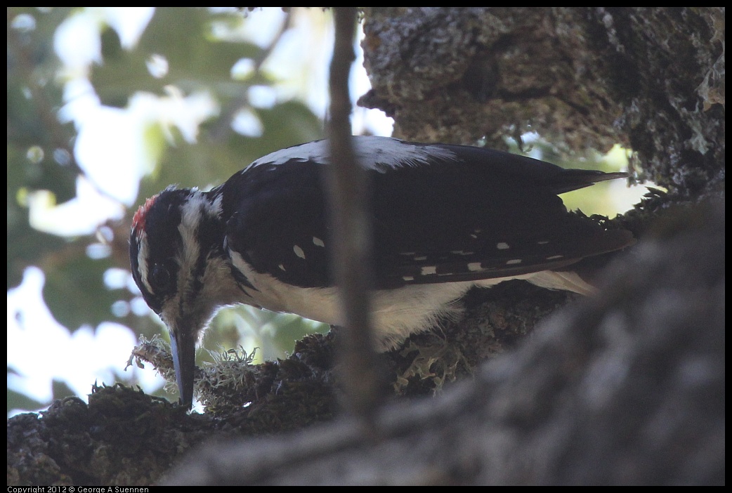 0728-163937-02.jpg -  Hairy Woodpecker