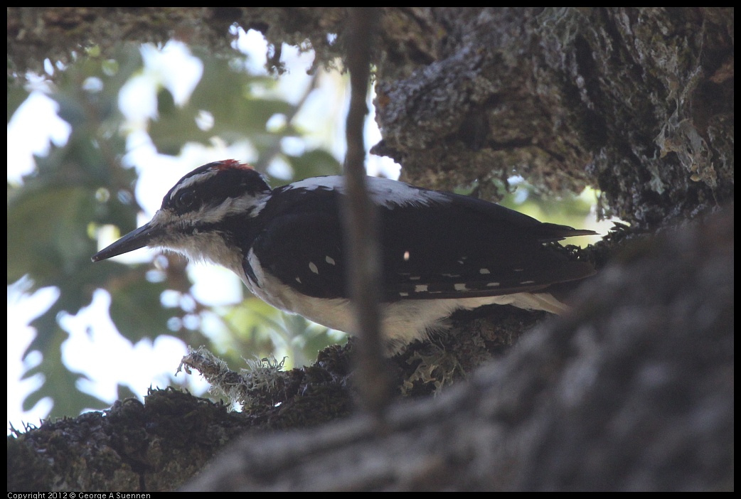 0728-163938-04.jpg -  Hairy Woodpecker