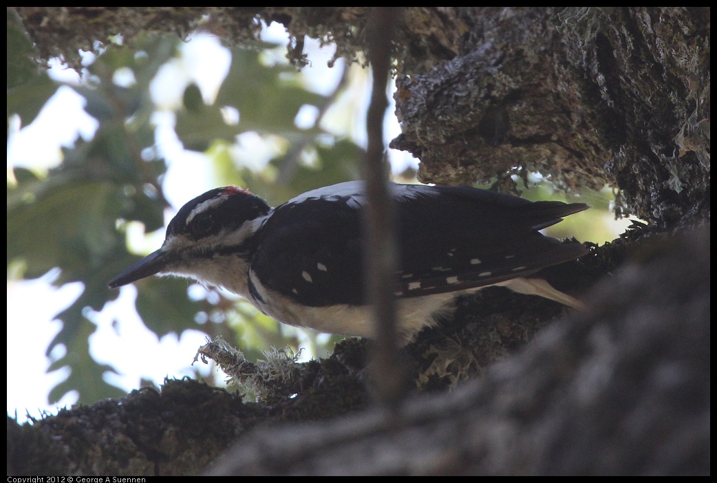 0728-163942-02.jpg -  Hairy Woodpecker