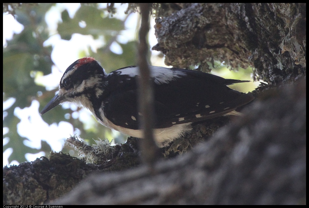 0728-164004-02.jpg -  Hairy Woodpecker
