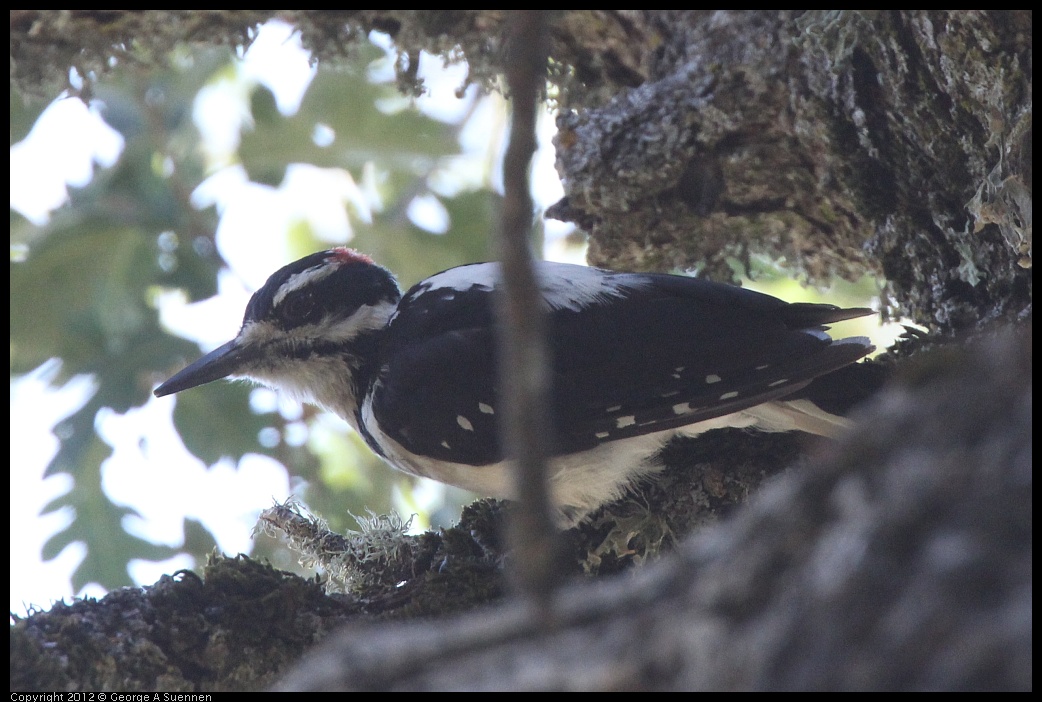 0728-164007-01.jpg -  Hairy Woodpecker